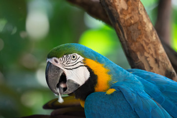 Colorful red, yellow and blue macaws in Parque das Aves (Birds Park) n the city of Foz do Iguaçu, close to the Iguazu Falls, Parana State,the South Region of Brazil.