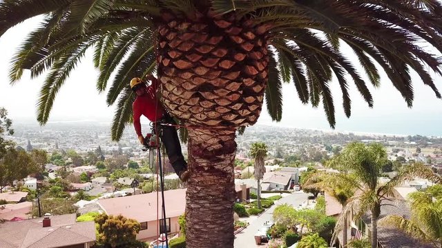 Aerial of a tree trimmer cutting palm tree fronds on a southern california hillside.