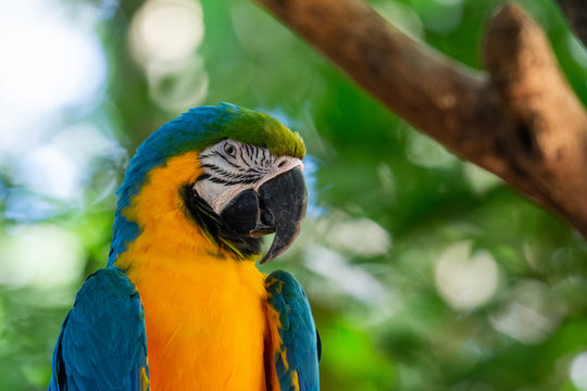 Colorful red, yellow and blue macaws in Parque das Aves (Birds Park) n the city of Foz do Igua&ccedil;u, close to the Iguazu Falls, Parana State,the South Region of Brazil.