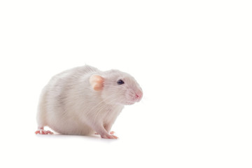 White domestic dumbo husky rat isolated on white background. Fat pregnant rat
