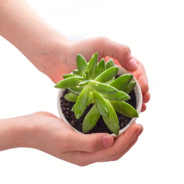 Child's hands holding a white pot with a succulent and soil in a white background