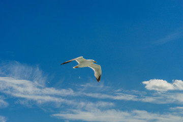 White gull flying Lower New York Bay