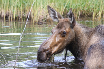 Fototapeta premium Head of female moose after plunge out of water, Alaska