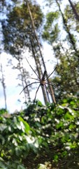 Spider in the wild