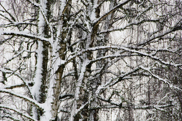 Snow Branches