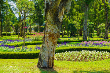 melaleuca cajuputi powell moluccas tree with old layer skin and blooming flower at background