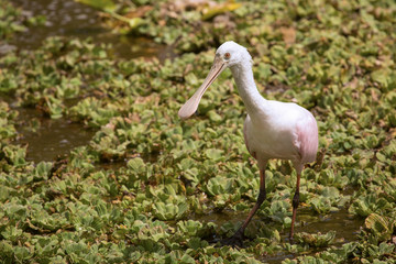 Juvenile roseate spoonbill feeding at Orlando Wetlands Park.