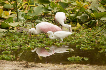 Juvenile roseate spoonbill feeding at Orlando Wetlands Park.