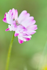 Fototapeta premium レンゲ