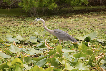 Great blue heron hunting at Orlando Wetlands Park.
