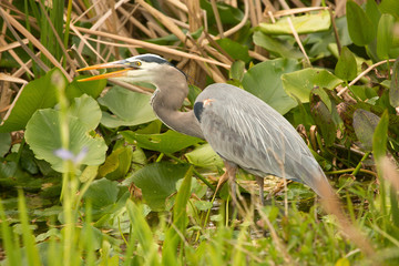 Great blue heron hunting at Orlando Wetlands Park.