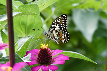 black and white butterfly perched on flowers