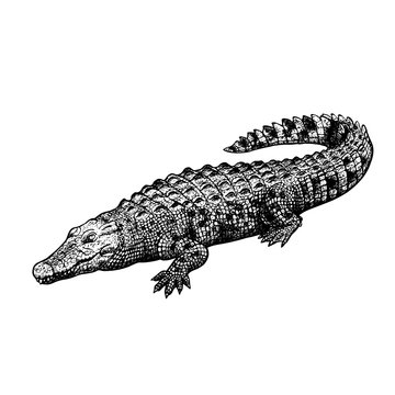 Hand drawn crocodile. Black-white figure. Vintage vector sketch
