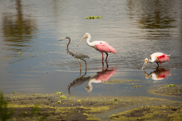 Wading birds, with roseate spoonbills at Orlando Wetlands Park.