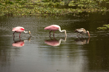 Wading birds, with roseate spoonbills at Orlando Wetlands Park.