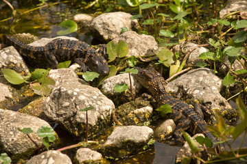 Baby alligators sunning on rocksat Orlando Wetlands Park.