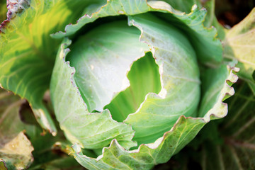 Cabbage in farm.