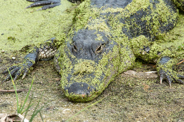 Alligator resting on shore, covered with duckweed plants.