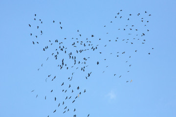 Flock of glossy ibis soaring over swamps in Florida.
