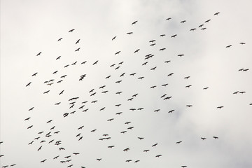 Flock of glossy ibis soaring over swamps in Florida.