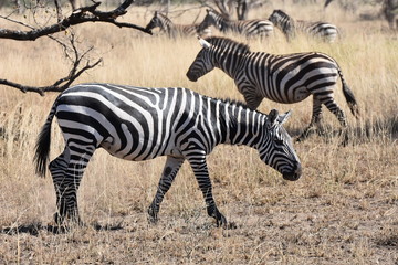 Obraz na płótnie Canvas Zebra in Serengeti National Park, Tanzania