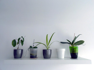 Green, GRay and White Flower Pots on a White Shelf. SImple Interior Decoration