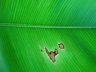 Macro View of a Fresh Green Leaf with a Background Light