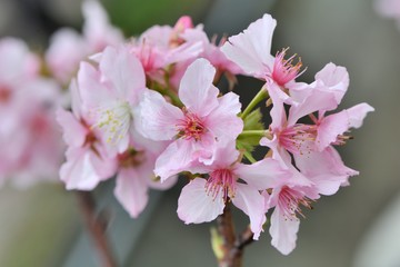 Kawazu cherry blossoms(Prunus lannesiana cv. Kawazu-zakura)