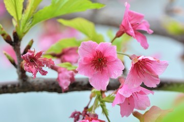 Fototapeta premium Kawazu cherry blossoms(Prunus lannesiana cv. Kawazu-zakura)