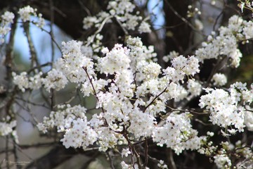 White flowers