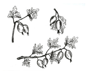 Hand drawn food summer gooseberry illustration 