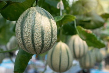 Melons growing in modern hydroponic farming
