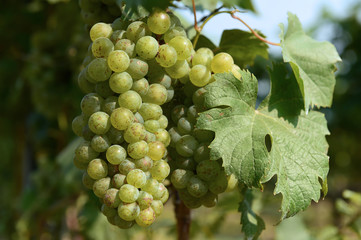 Vine and bunch of white grapes in garden