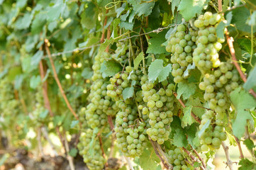 Vine and bunch of white grapes in garden