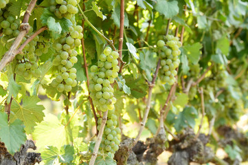 Vine and bunch of white grapes in garden