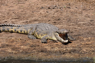Fototapeta premium Nile crocodile in Serengeti National Park, Tanzania