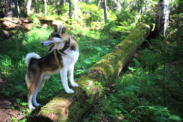 funny happy husky (husky, dog) outdoors