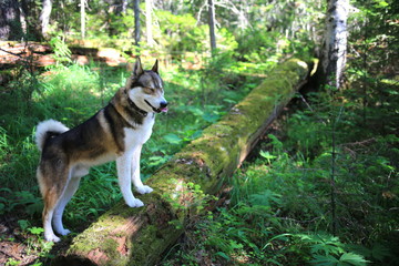 funny happy husky (husky, dog) outdoors