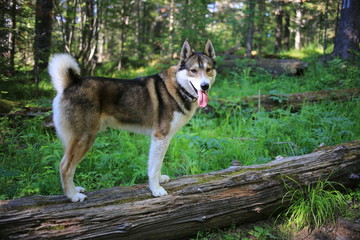 funny happy husky (husky, dog) outdoors