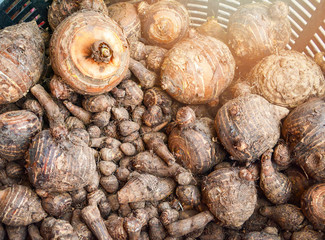 Fresh taro harvested from the farm in the basket background
