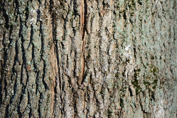 Old tree bark texture close up as background