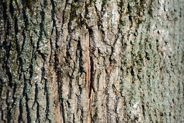 Old tree bark texture close up as background