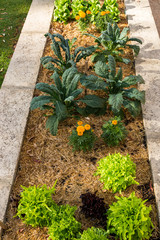 Top View long narrow summer Vegetable Garden