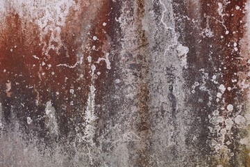 close-up Dry moss on the wall