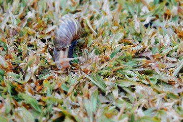 close-up Snails on the grass