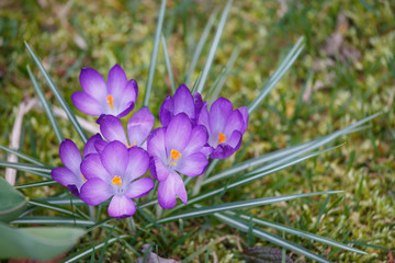 crocus flowers "Crocus vernus" in Germany in the late wintertime