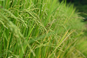 Fototapeta na wymiar close up of ripening rice in a paddy field