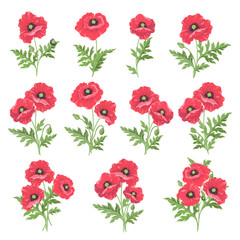 Flowers - the Botanical collection. Poppy flowers on a white background.
