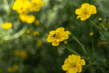 Obraz premium Bee and Flower