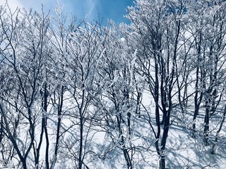 Beautiful winter landscape